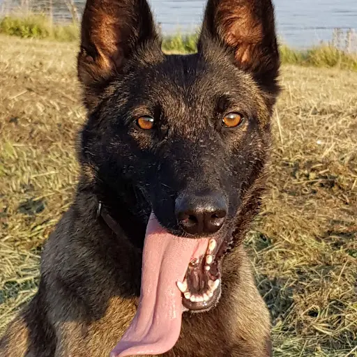 Gale Mechelse Herder